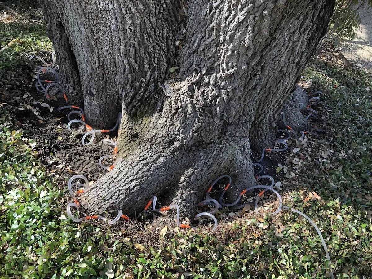 Detailed Tree Cabling and Bracing job site in Molena