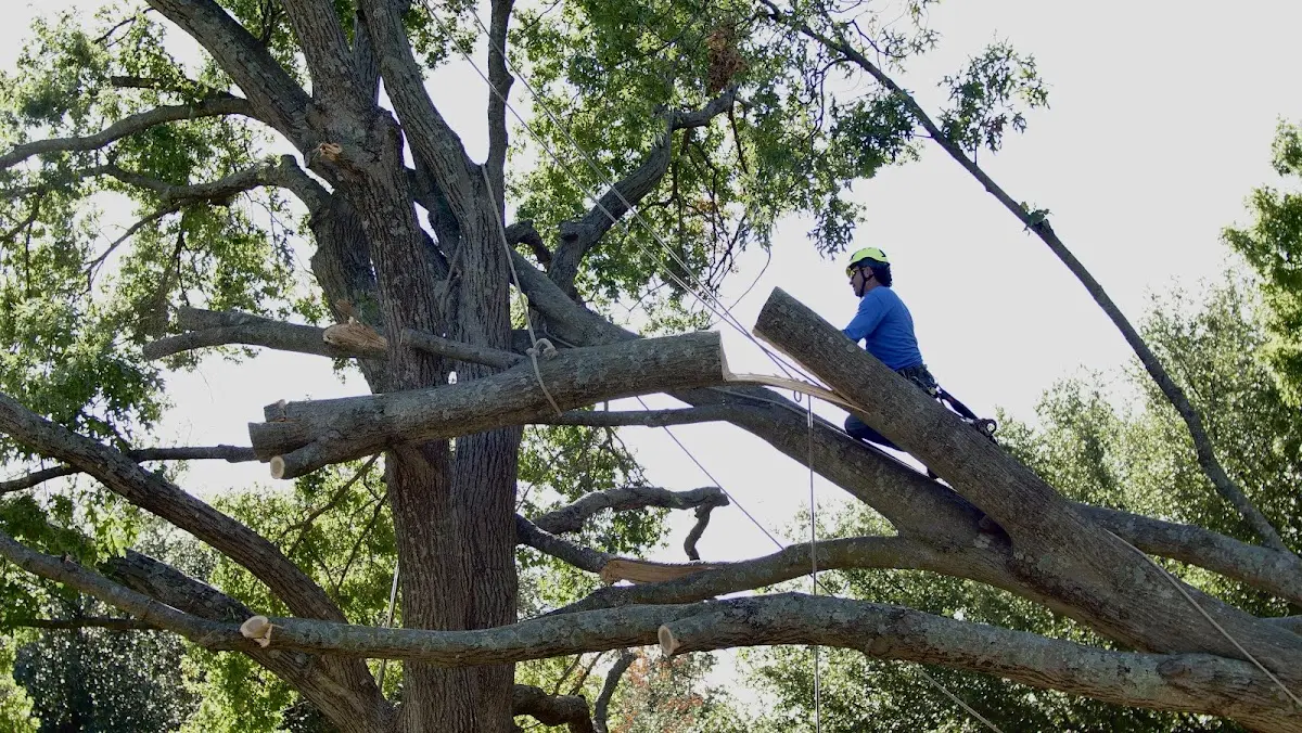 Professional Crown Thinning performed by certified arborists in Molena