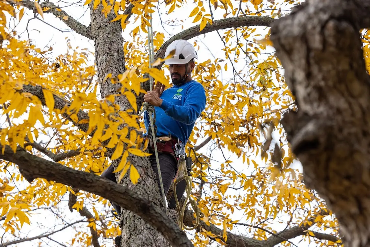 Skilled Tree Transplanting crew working in Molena